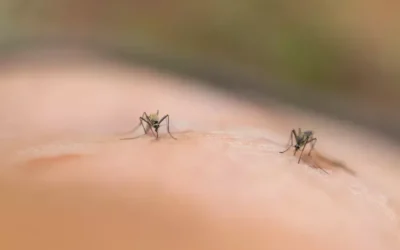 Saiba que, sem uma limpeza de caixa d’água, o risco da dengue aumenta