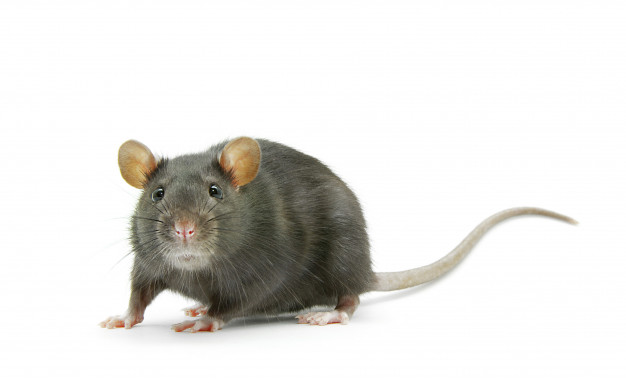 Livre-se dos ratos através da desratização