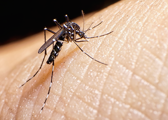 pernilongo - Como Identificar um Pernilongo esse Mosquito é Perigoso