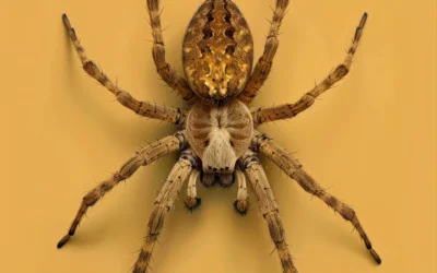 8 dúvidas comuns sobre as aranhas: veja as respostas que você busca