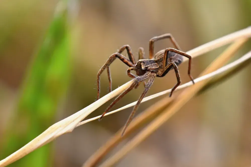 Como funciona a Dedetização de Aranhas?