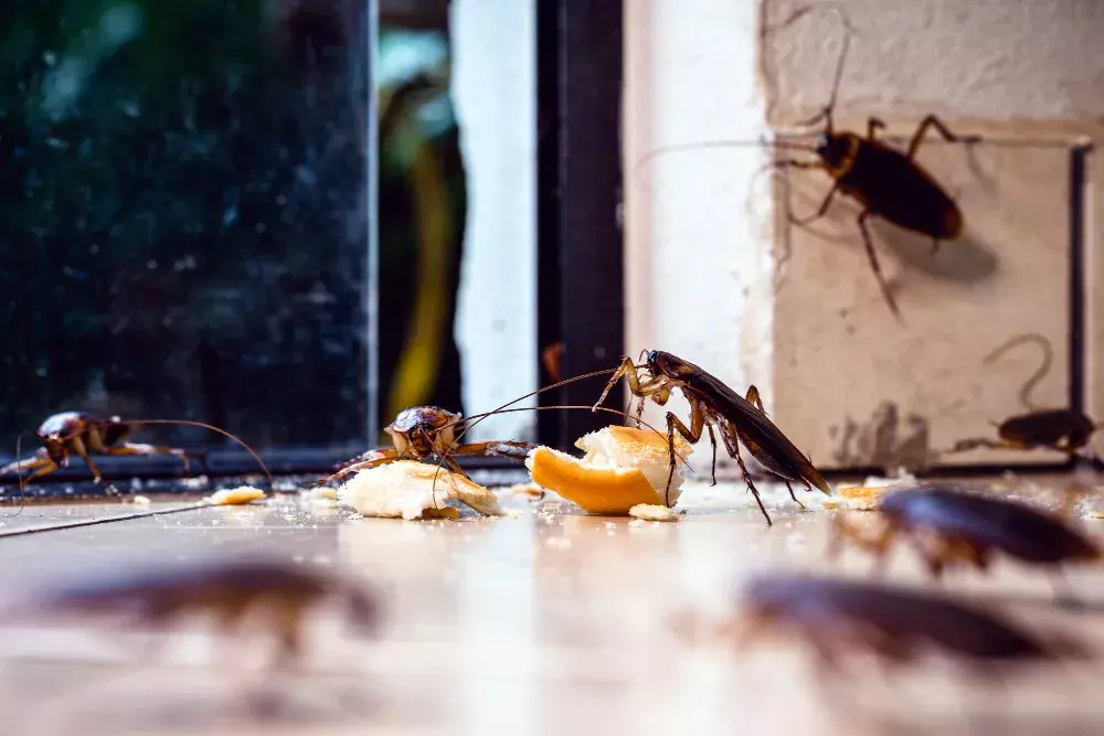 Danos que as baratas podem causar no seu restaurante | Dedetização de Baratas Danos que as baratas podem causar no seu restaurante | Dedetização de Baratas