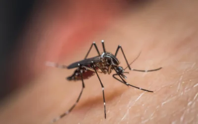 Como Funciona o Controle de Mosquitos?
