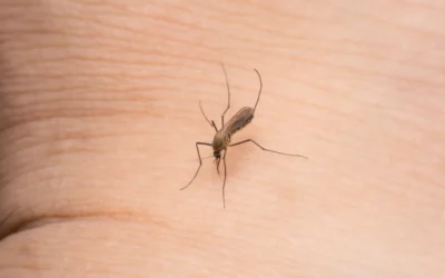 Como Eliminar Mosquitos: conte com métodos profissionais