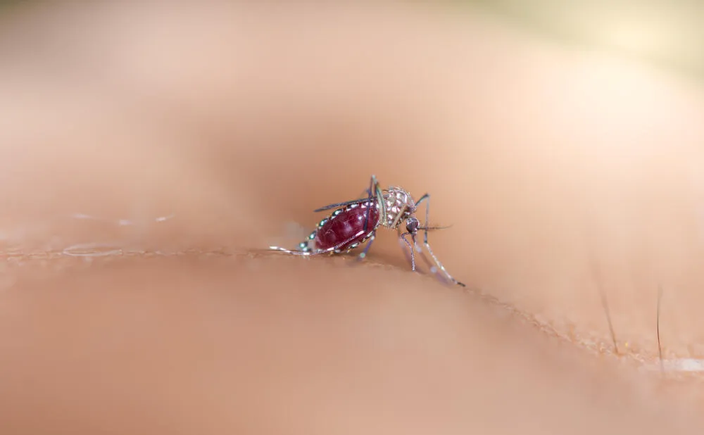 Conheça as espécies de mosquitos no Brasil | Dedetização de Mosquitos no Paraná Conheça as espécies de mosquitos no Brasil | Dedetização de Mosquitos no Paraná