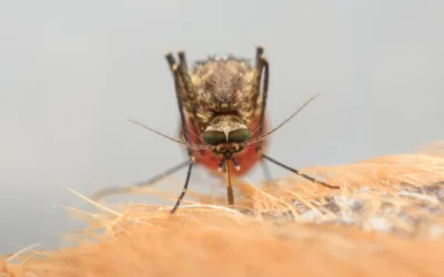 Preço do Controle de Mosquitos: o que considerar para não errar na escolha