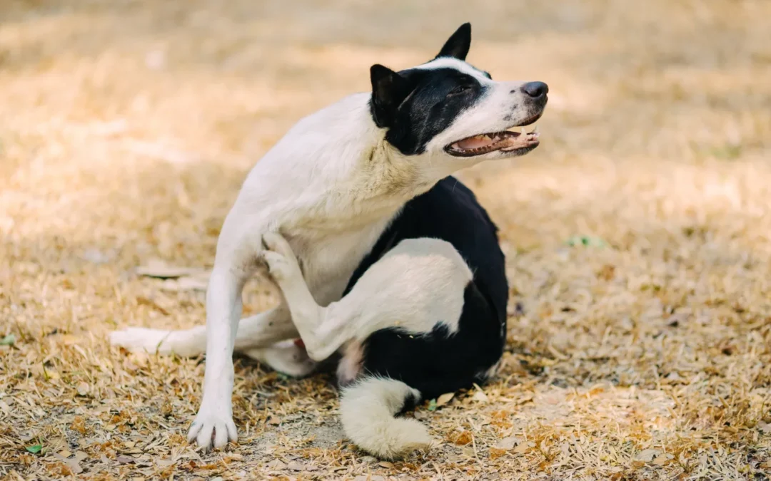 Como se prevenir das pulgas e manter seus animais de estimação a salvo?