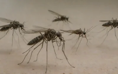 Sobre a dengue: informações importantes sobre essa doença que você precisa saber