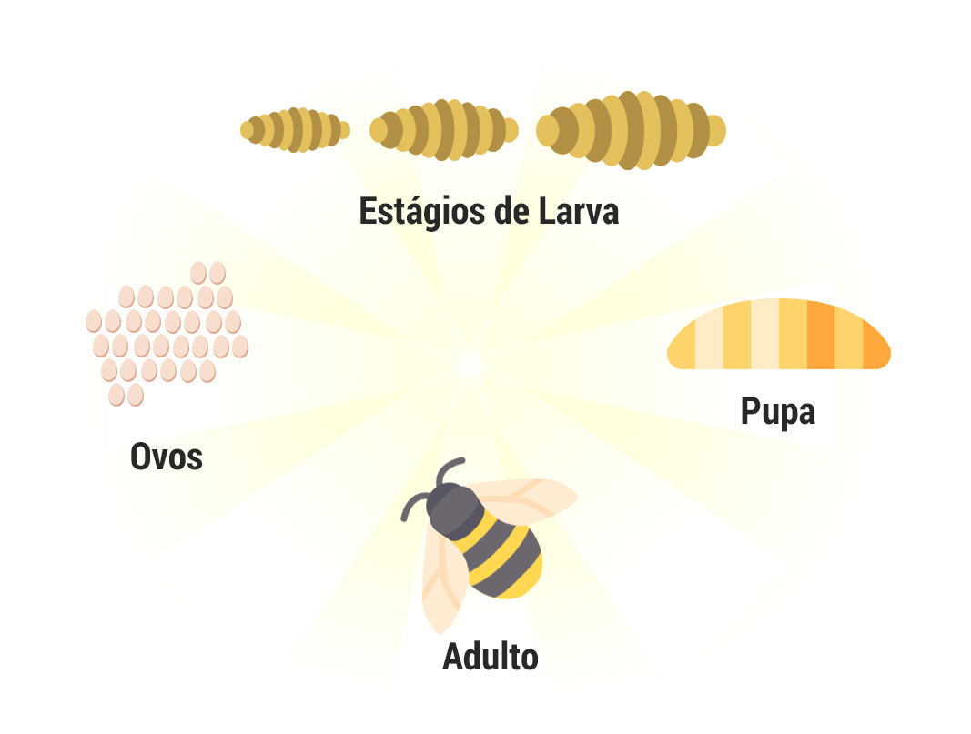 Ciclo de vida abelhas, vespas e marimbondos - Controle de Pragas Ciclo de vida abelhas, vespas e marimbondos - Controle de Pragas