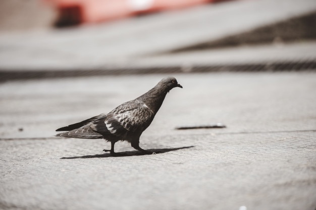 Pombo transmite doença: conheça os riscos - Blog da Cobasi