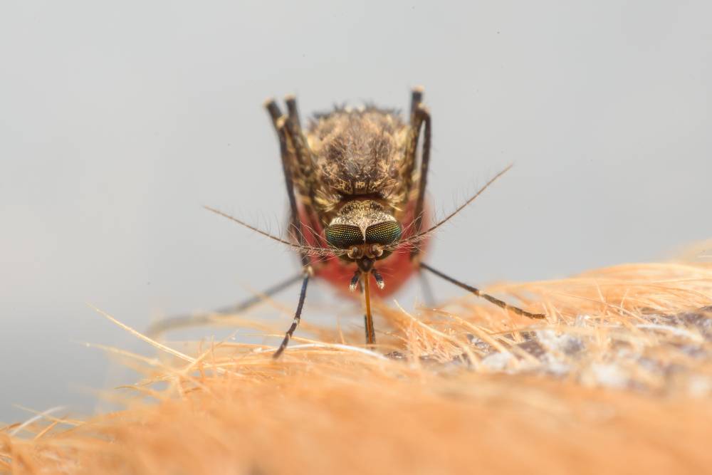 Controle de Mosquitos: evite problemas sérios provocados por estes insetos