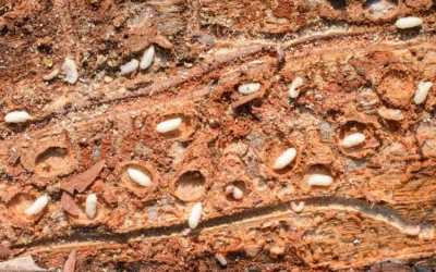 Broca de madeira: evite esse problema na sua residência ou empresa