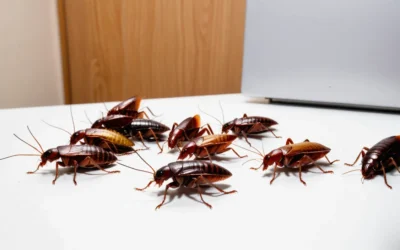 Conheça os tipos de barata que podem invadir o seu espaço