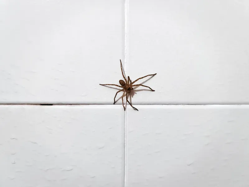Métodos de controle de aranhas: conheça o mais eficaz contra essas pragas