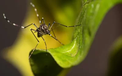 Controle da dengue: ações para você implementar e não ter problemas com essa doença