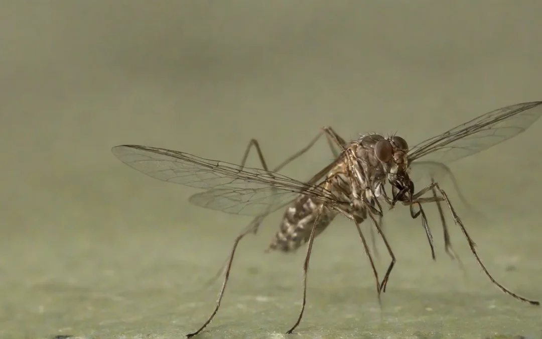 Controle de Mosquitos: evite problemas sérios provocados por estes insetos