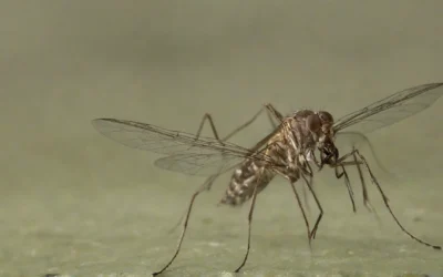 Riscos da dengue: veja o que ela causa e saiba como se prevenir
