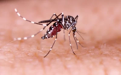 Riscos da dengue: veja o que ela causa e saiba como se prevenir