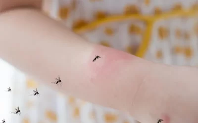 Sobre a dengue: informações importantes sobre essa doença que você precisa saber
