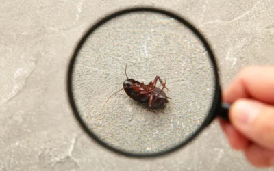 Proliferação de Baratas: sinais que vão te ajudar a identificar esse problema