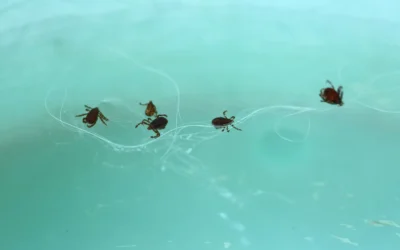 Conheça as doenças que os carrapatos podem transmitir