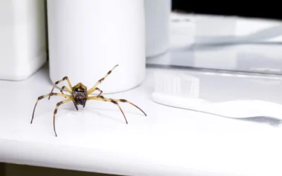 Veneno das aranhas: entenda o que ele faz com você