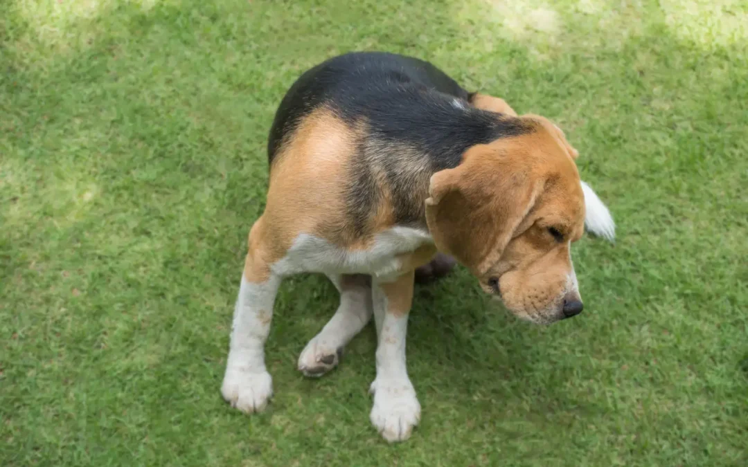 Identificar a presença de pulgas: fique atento aos sinais para agir rápido