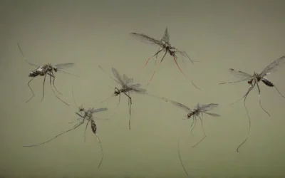Desinsetização em Curitiba: Garantindo um Ambiente Saudável e Seguro