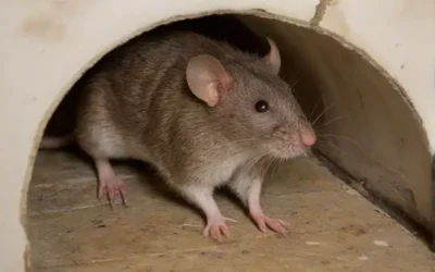 Por que o Controle de Ratos é Essencial em Curitiba: Saúde e Segurança