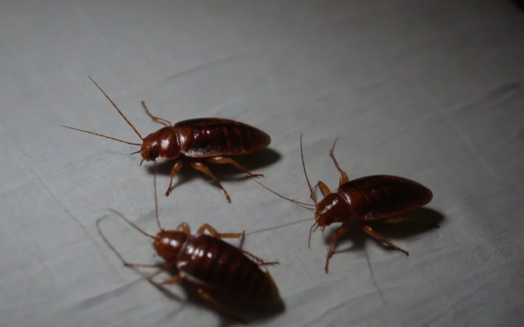 Por que você não deve realizar a dedetização de baratas sozinho