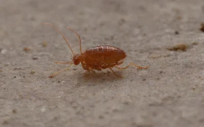 A dedetização de percevejos de cama é essencial para hotéis e pousadas