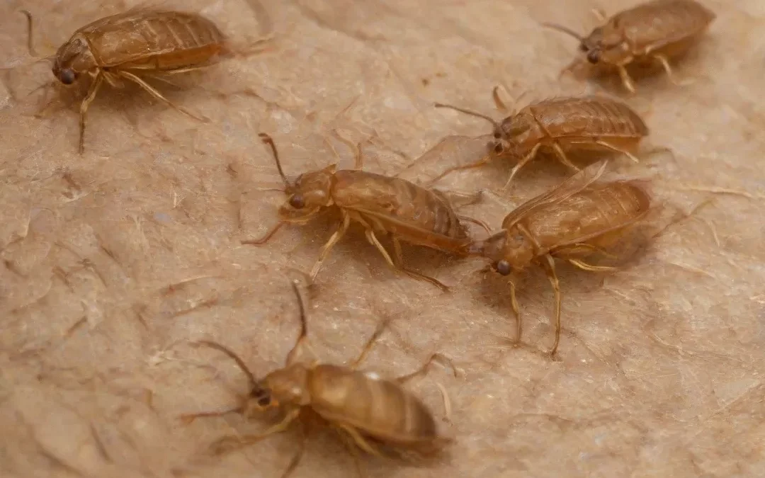 Dedetização de percevejos: como funciona!