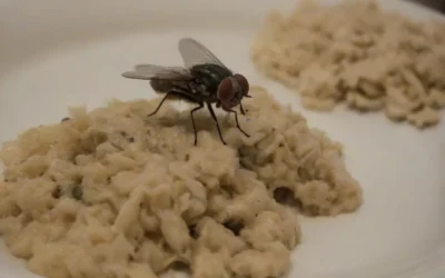 Conheça os riscos da falta da Desinsetização