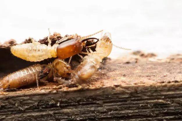 Cupins em Áreas Comuns: Como Proteger o Condomínio de Danos Estruturais Cupins em Áreas Comuns: Como Proteger o Condomínio de Danos Estruturais