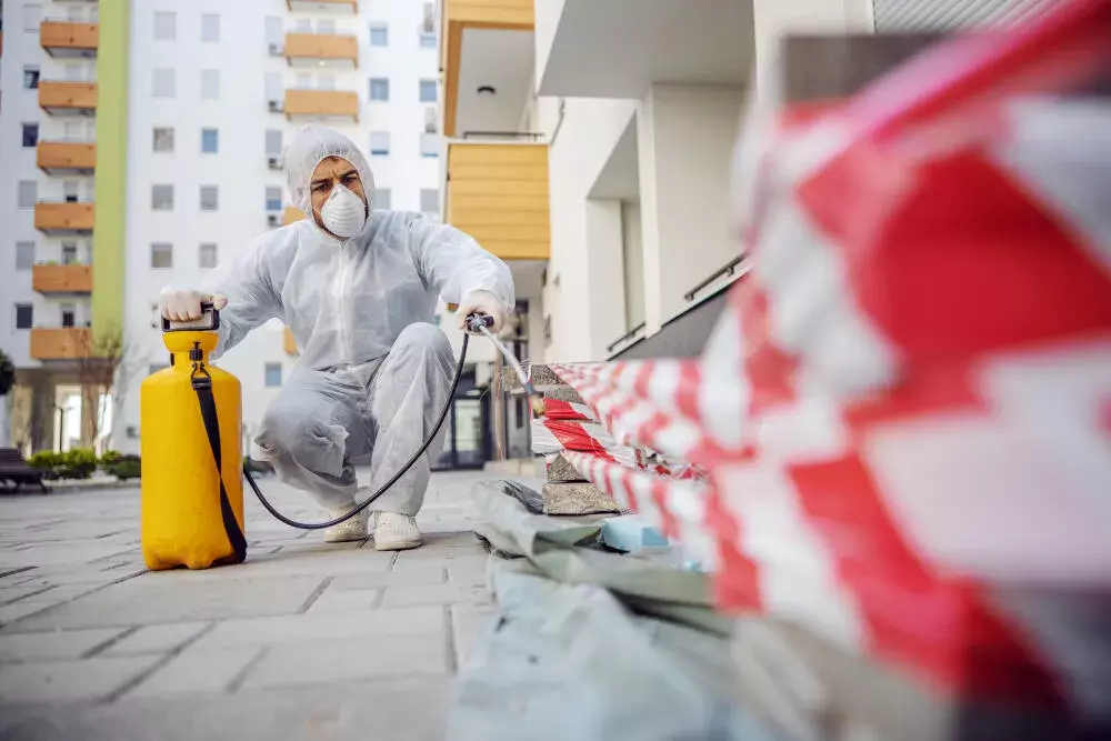 Periodicidade da Desinsetização em Empresas: Quando e Como Realizar?