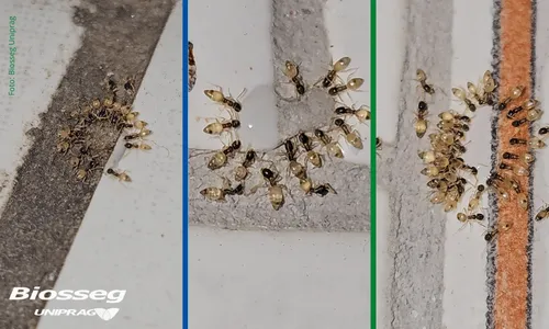 Formigas // Biologia das Formigas, Imagens, Curiosidades e Tipos