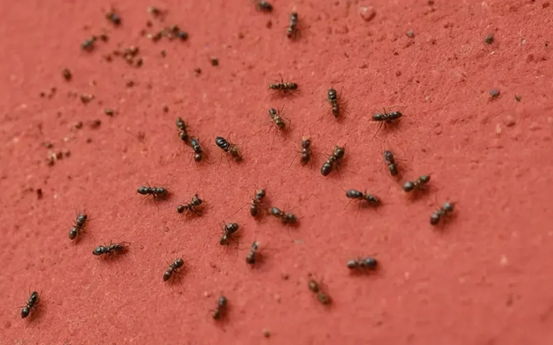 Formigas urbanas: quando se tornam um risco sanitário real