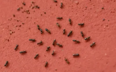 Formigas urbanas: quando se tornam um risco sanitário real