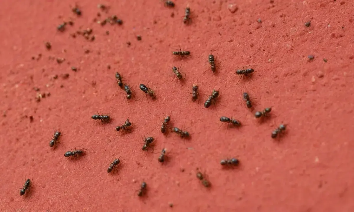 Formigas urbanas: quando se tornam um risco sanitário real