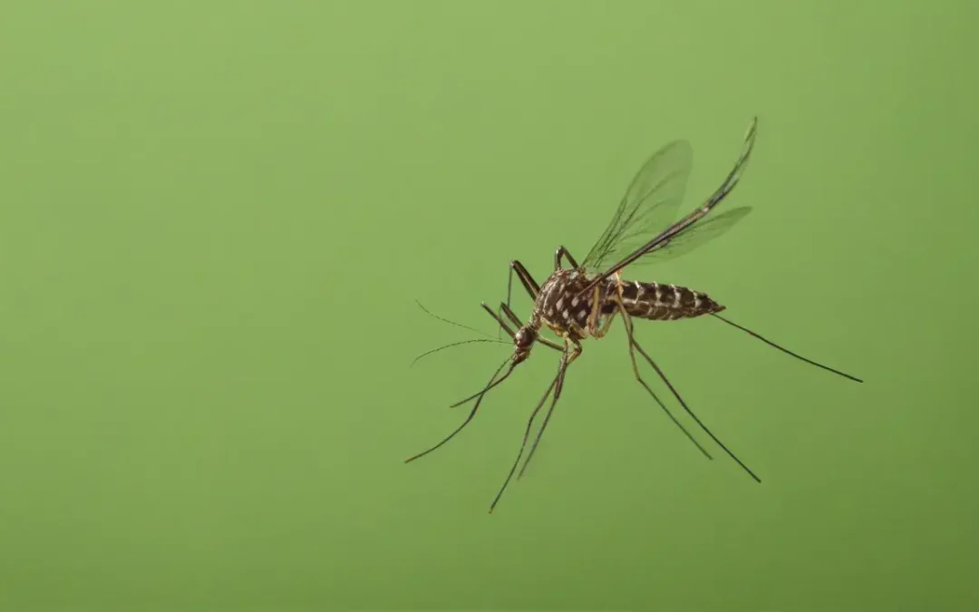 Por que a dedetização no inverno reduz infestações no verão