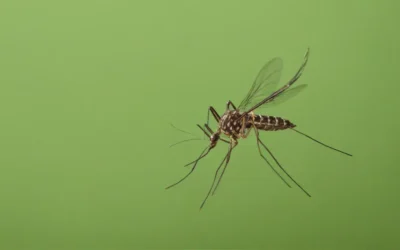 Por que a dedetização no inverno reduz infestações no verão