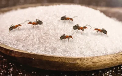 Prevenção é economia: como evitar custos com infestações recorrentes